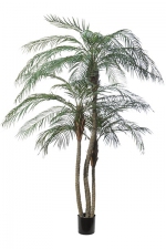 Phoenix palm 3 stammen 210cm 